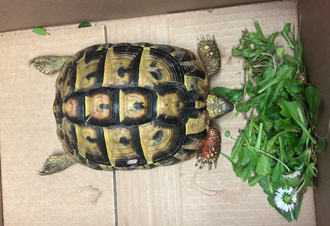 Tartaruga tra i rifiuti, salvata dagli operatori