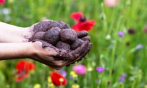 Earth Day: "Bombe di semi" da spargere in paese