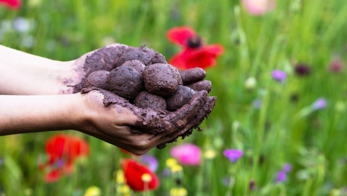 Earth Day: “Bombe di semi” da spargere in paese