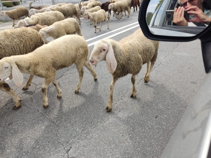 Pecore sulla Provinciale, tutte le foto