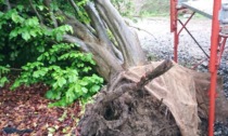 Danni del maltempo, crolla un albero secolare