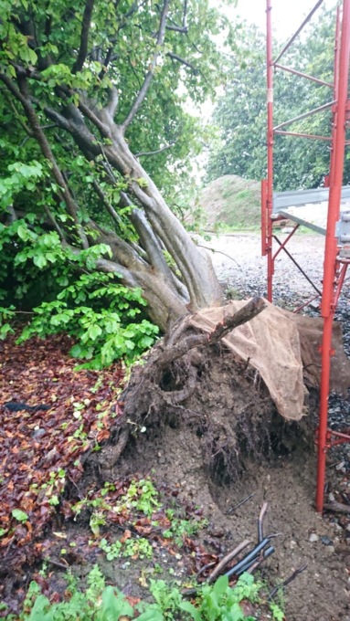Danni del maltempo, crolla un albero secolare