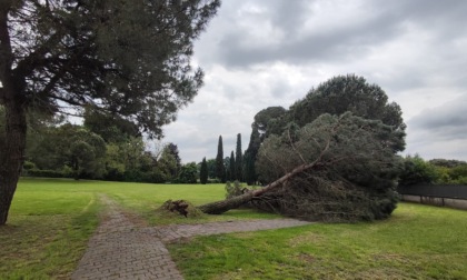 Maltempo, crollato un pino secolare nel parco del Belgiojoso