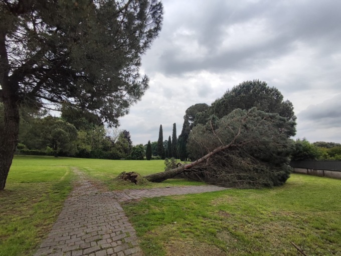 Maltempo, crollato un pino secolare nel parco del Belgiojoso