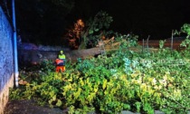 Imbersago, intervento della Protezione civile nella notte per un albero caduto