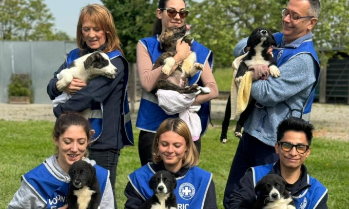 Sei cuccioli di cane salvati per strada cercano casa