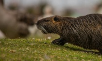 Caccia alla nutria in Brianza, insorgono gli animalisti