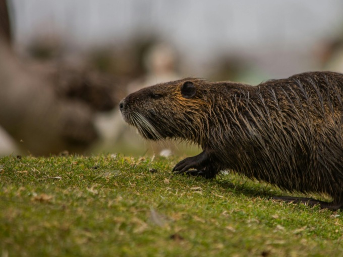 Caccia alla nutria in Brianza, insorgono gli animalisti