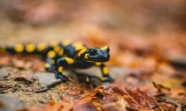 Salamandre nel Parco: salvatele o fotografatele, ma non catturatele