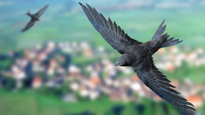 Volontari in campo… “Sulle ali dei rondoni”