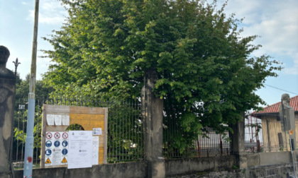 A rischio una pianta nel parco della Limonera