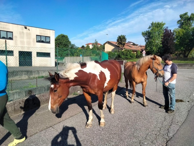 Viganò, due cavalli vagano per il paese… senza microchip. Caccia ai proprietari