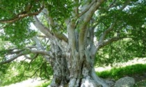 Otto nuovi alberi monumentali in provincia di Lecco