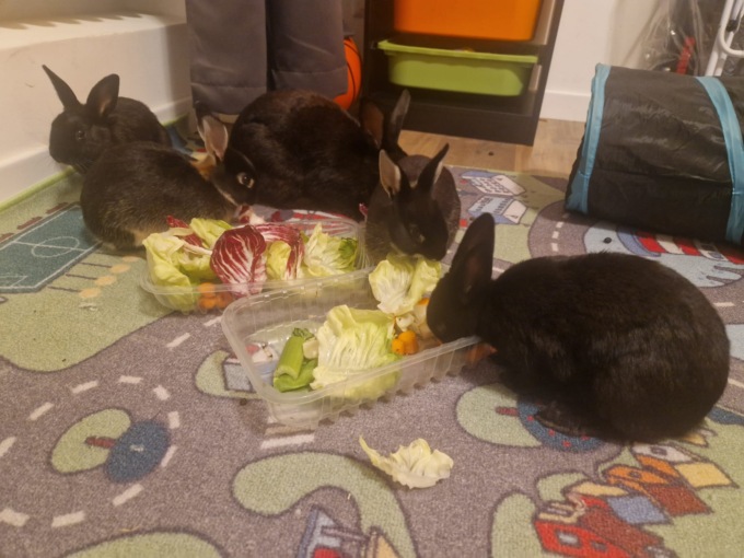 Quattrozampe cercano famiglia… e qualcuno la trova