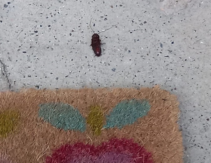 Un paese invaso dalle blatte, una residente: «Il Comune dice che non è un problema suo»