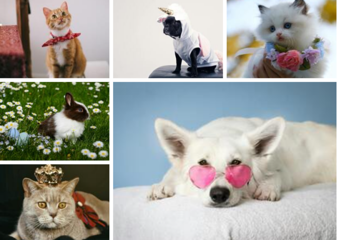 Simpatiche Zampette 2024: mandaci la foto del tuo amico a quattro zampe!