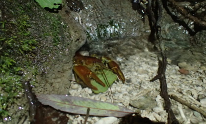 I gamberi di fiume sono tornati nel torrente Bevera a Colle Brianza