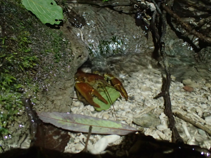 I gamberi di fiume sono tornati nel torrente Bevera a Colle Brianza