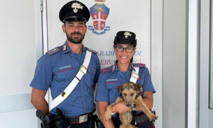 Cagnolino randagio recuperato dai Carabinieri