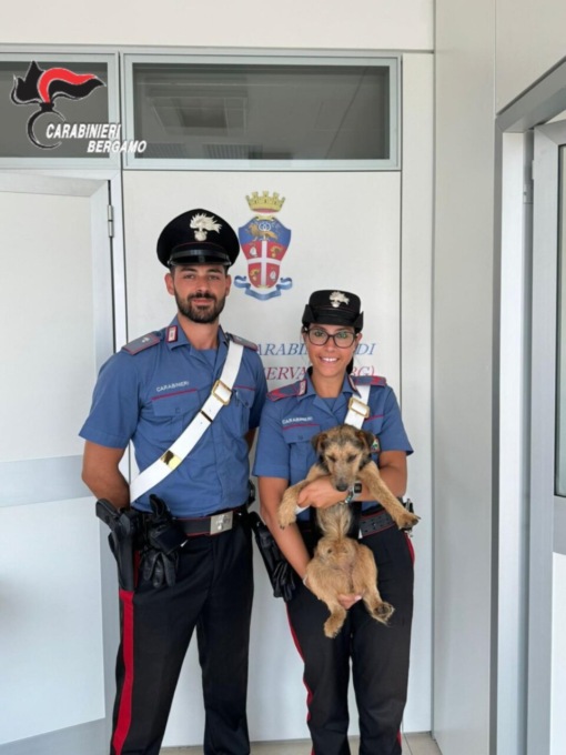 Cagnolino randagio recuperato dai Carabinieri