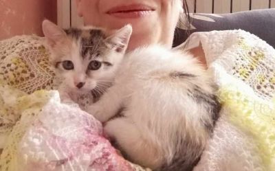 La gattina Shine torna a casa: era scomparsa due anni fa