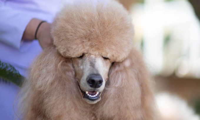 Joy è la cagnolina più bella d’Italia e arriva dalla Brianza