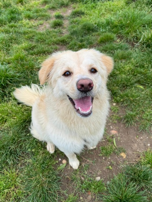 Due cagnoline cercano casa: ecco come fare per adottarle