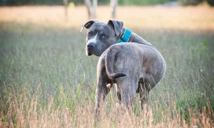 Amstaff scappa da casa e aggredisce un 60enne e il suo labrador