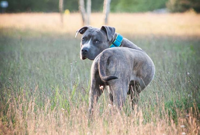 Amstaff scappa da casa e aggredisce un 60enne e il suo labrador