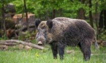 Peste suina africana: i veterinari di Ats incontrano i cacciatori