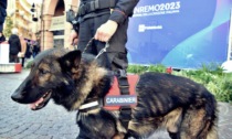 Controlli antidroga: in campo i cani del Nucleo cinofili di Casatenovo