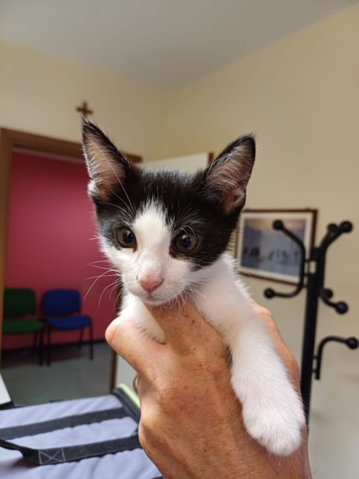 Cerca una casa il gattino con deficit neurologico abbandonato a Galbiate