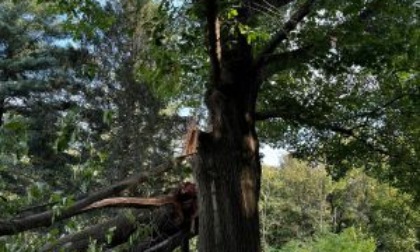 La vecchia quercia di Montevecchia è malata: "E' un simbolo, vogliamo salvarla"