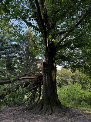 La vecchia quercia di Montevecchia è malata: “E’ un simbolo, vogliamo salvarla”