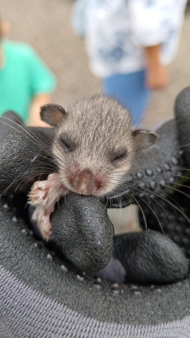 Cucciolo di ghiro appena nato salvato dalla Polizia locale