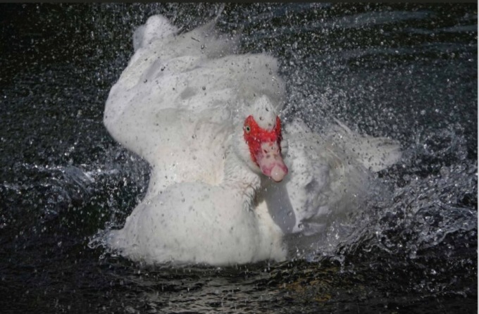 Nati per essere liberi, in mostra gli scatti del meratese Marco Scivales