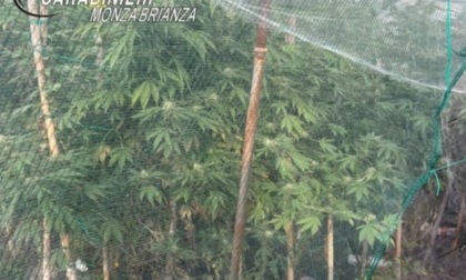 Aveva una piantagione di marijuana in casa, arrestato