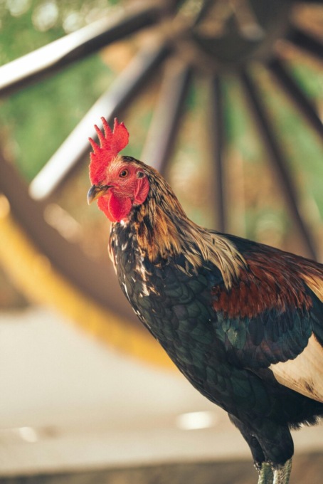 Ucciso il galletto dell’asilo, arriva la denuncia dell’Enpa