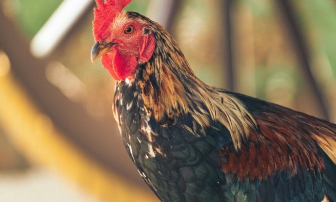 Galletto ucciso all’asilo, interviene l’Associazione Italiana Difesa Animali e Ambiente: “Sconcertante”