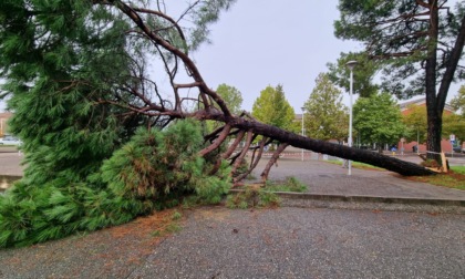 Cade un albero nel parcheggio del municipio, sfiorata la tragedia