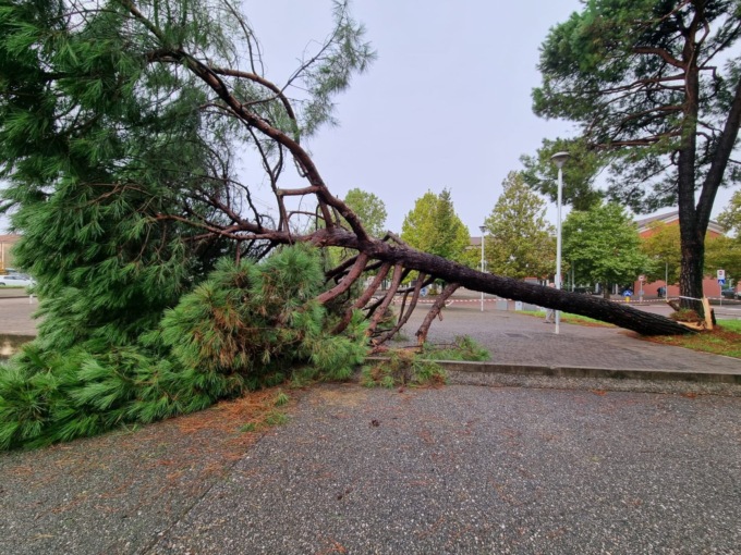 Cade un albero nel parcheggio del municipio, sfiorata la tragedia