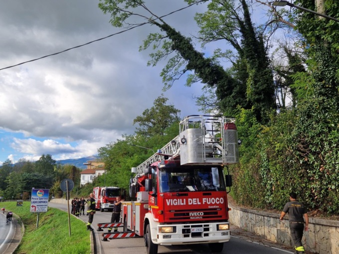 C’è un albero pericolante, intervengono i Vigili del fuoco