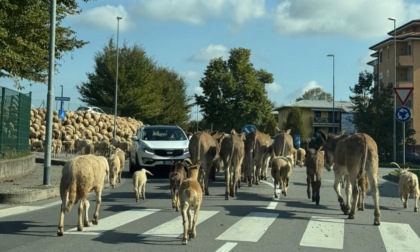 Ecco la transumanza: pecore e asinelli hanno invaso la città