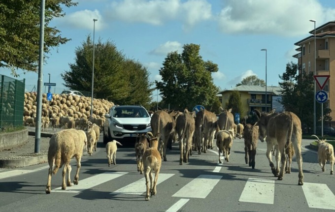Ecco la transumanza: pecore e asinelli hanno invaso la città