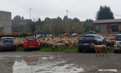 Dopo il centro città, la "transumanza" ha fatto visita anche al nostro Giornale