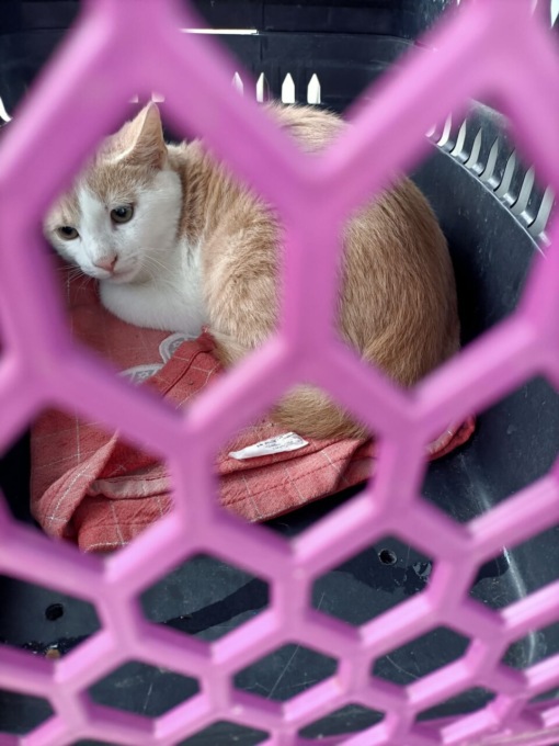 Gatto abbandonato fuori dalla sede dell’Enpa