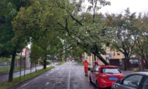 L'albero cade sulla strada, auto in sosta salva un'ambulanza in transito