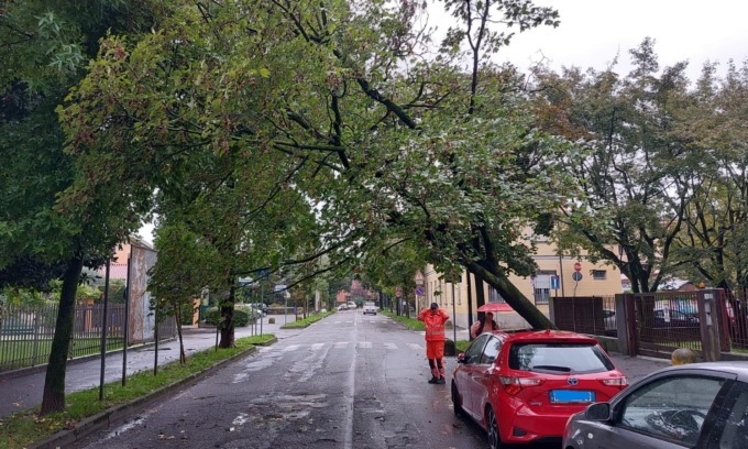 L’albero cade sulla strada, auto in sosta salva un’ambulanza in transito
