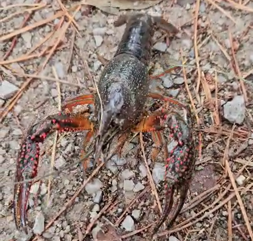 Il gambero killer è tornato: fotografato lungo le rive dell’Adda