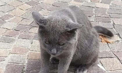 Il gatto Tyson, mascotte di Brivio, non si trova più